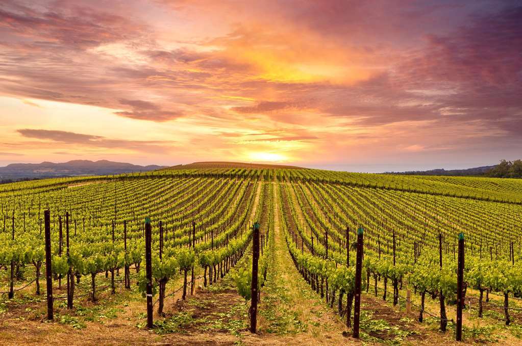 The Knoll Hotel Napa Valley, Tapestry Collection By Hilton Amenities photo